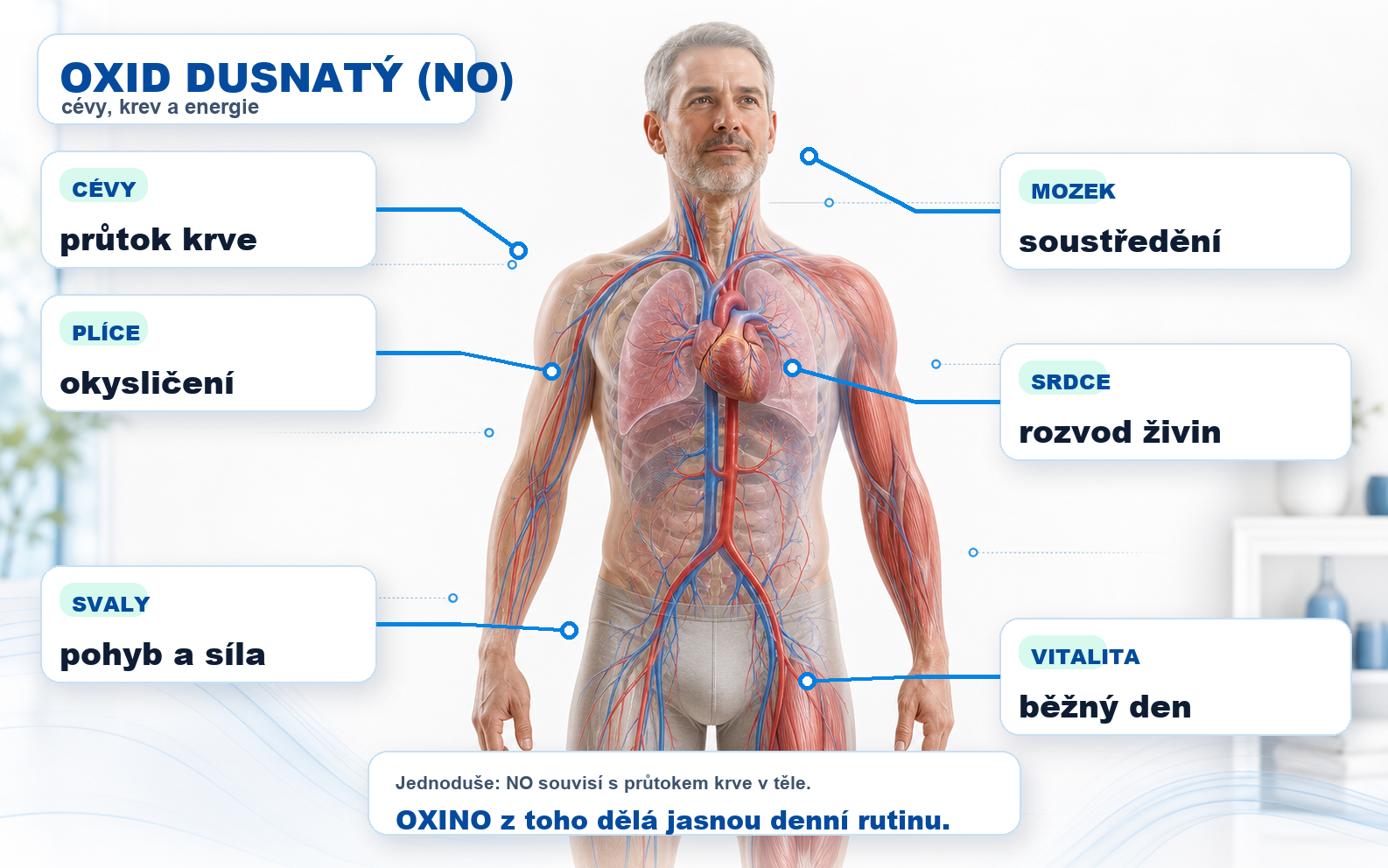 Realistická infografika s českými popisky: oxid dusnatý v těle, cévy, plíce, svaly, mozek, srdce a vitalita.